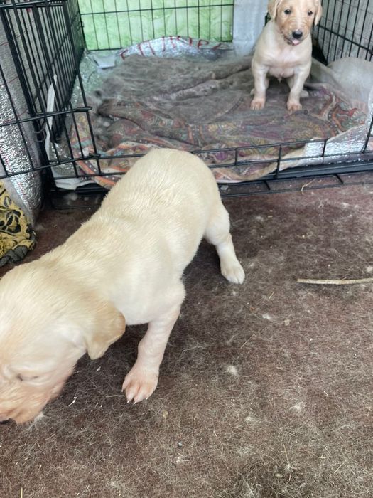 Продается щенки в Астане