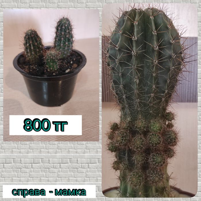 Кактус комнатный цветок