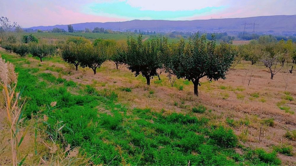 Бог сотилади 1г кадастр килинган номингизга утади