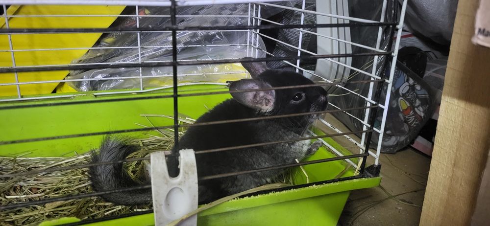 Шиншиллы разных окрасов