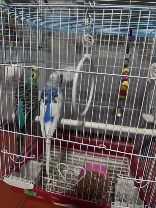 Папугай парные 2