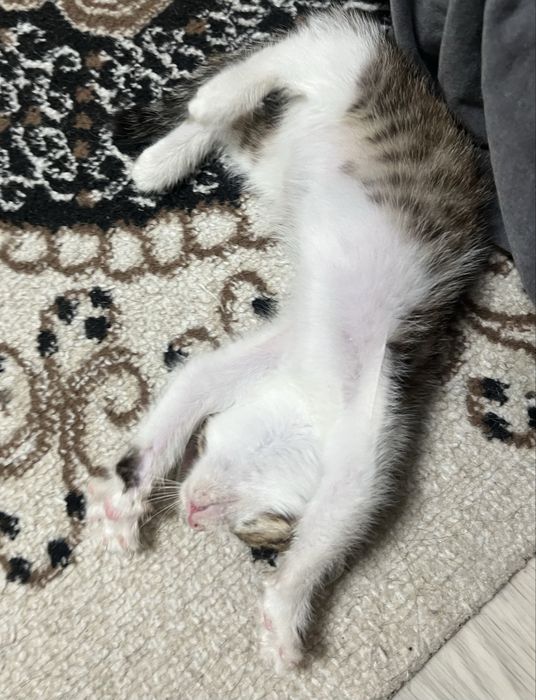Срочно отдам котенка девочку