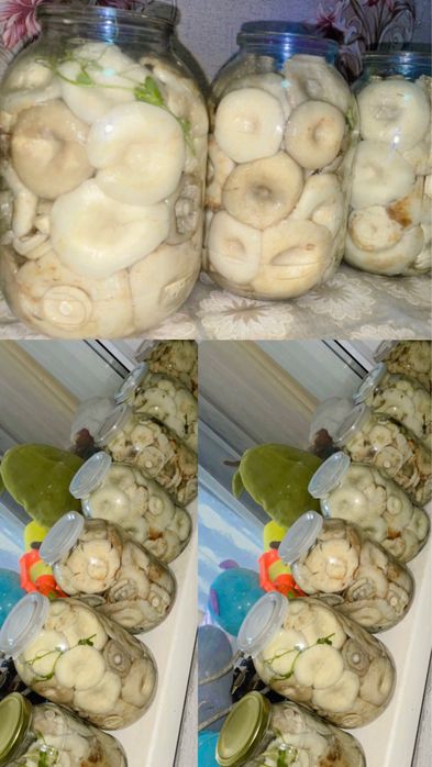 Грибы Каркаралинские