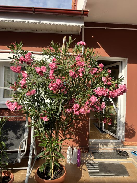 Leandrii toate culorile la 2,5m ,2m