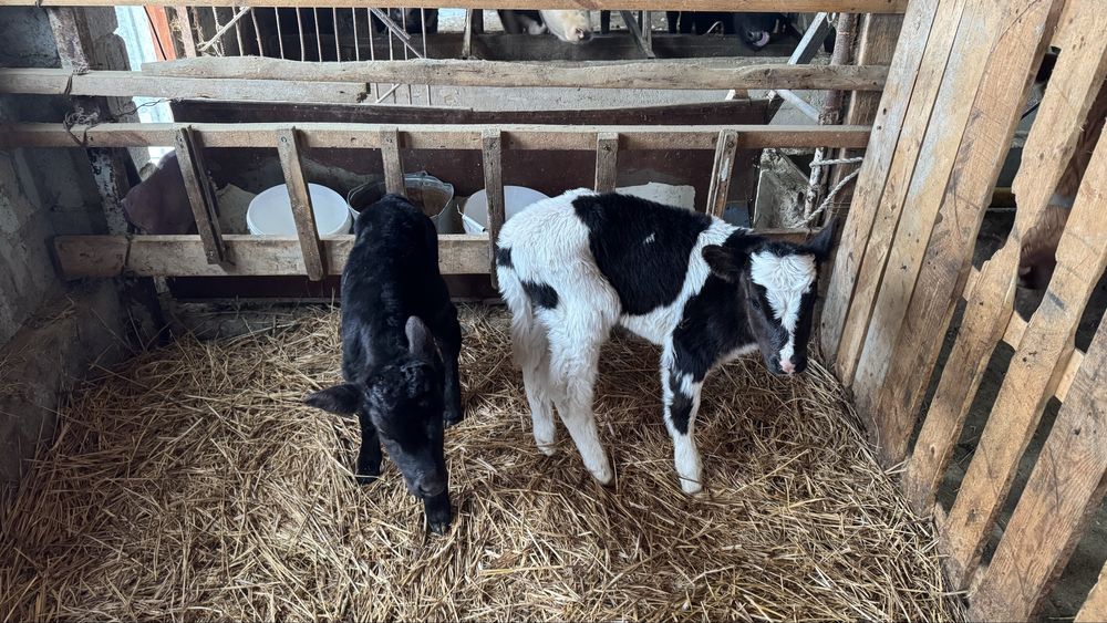 1 ші тума сиырлар сатылады