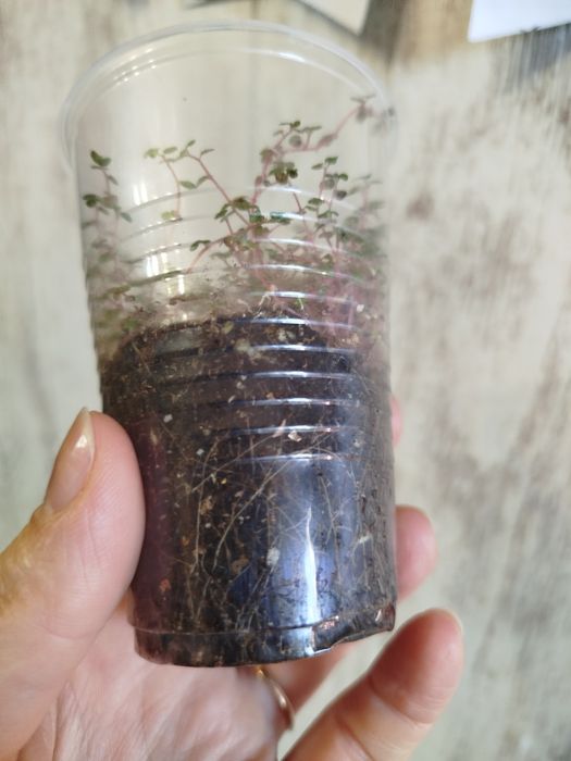 Солейролия/ гелксина