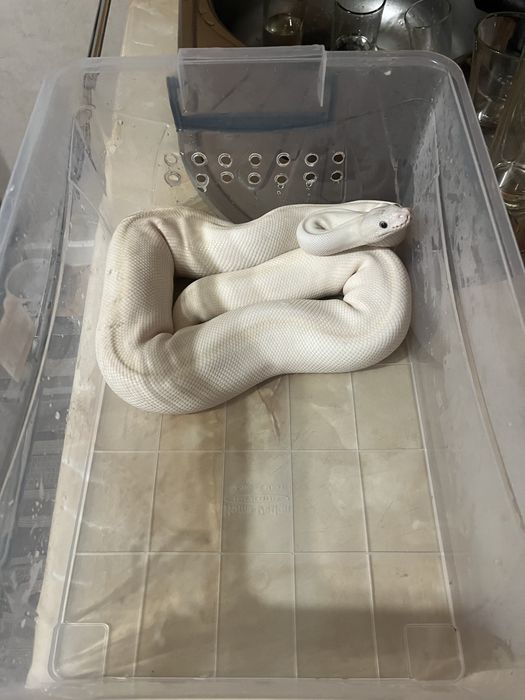 Королевский питон самка