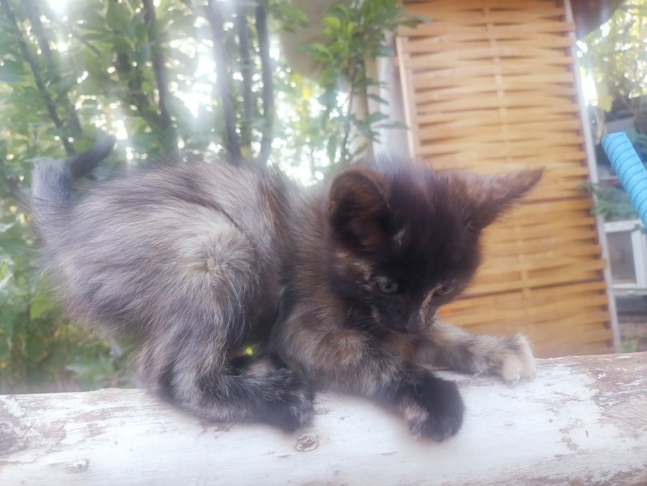 Ласковые котята ищут дом