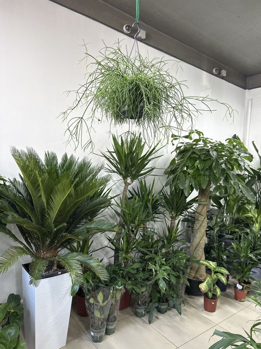 Комнатные растения - озеленение