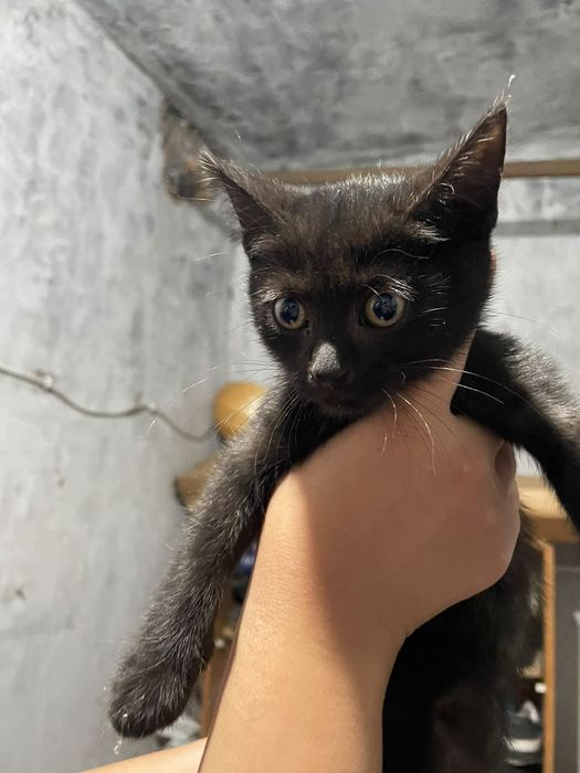Котенок Черная пантера