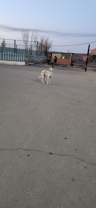 Потеряшка наверно