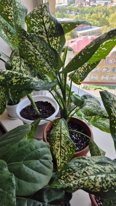 Диффенбахия, цветок, цветы