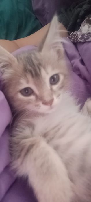 Отдам котенка Красивого
