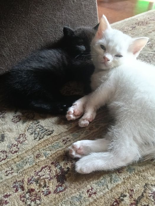 Котенок шотландец