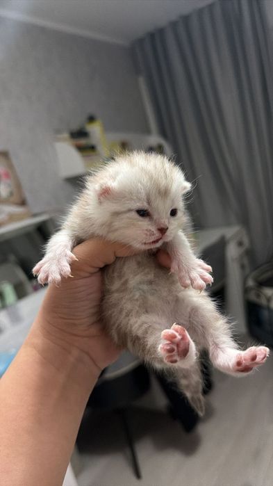 Вязка. Опытный Шотландский кот.