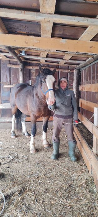 Айғыр сатылады 6 жаста