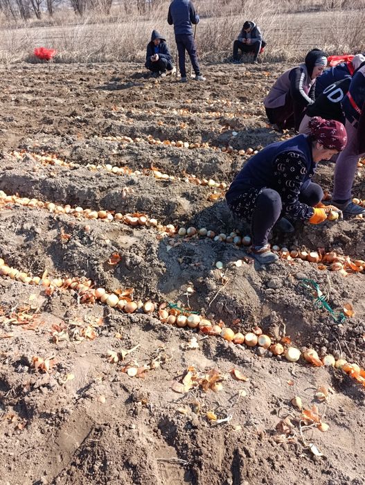 Продам семена лука Пандора 2025 год