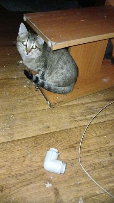 Отдам кошку в добрые руки бесплатно