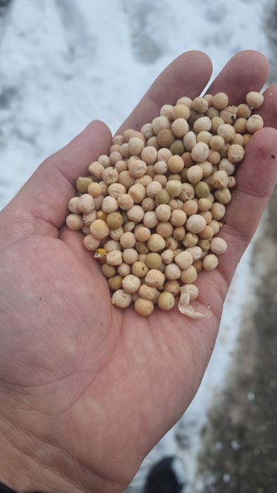 Горох кормовой в мешках