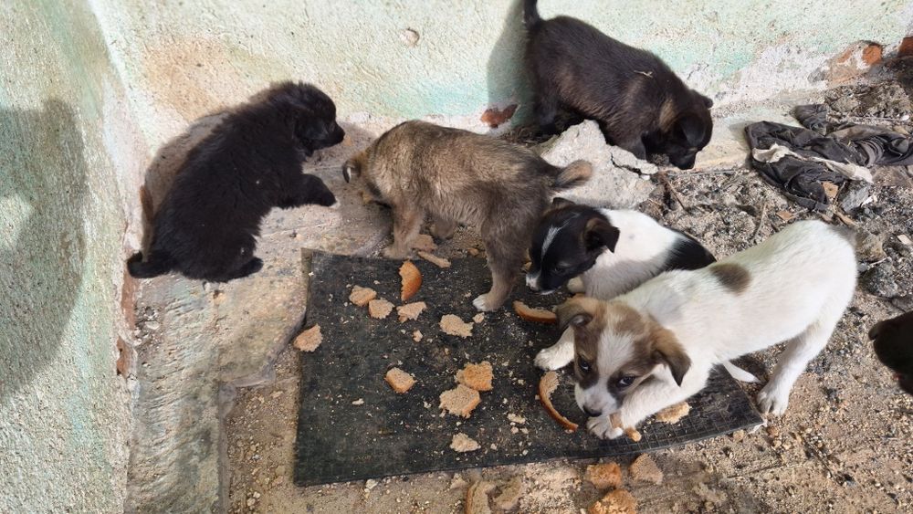 Подаряват се 5 броя малки кученца.