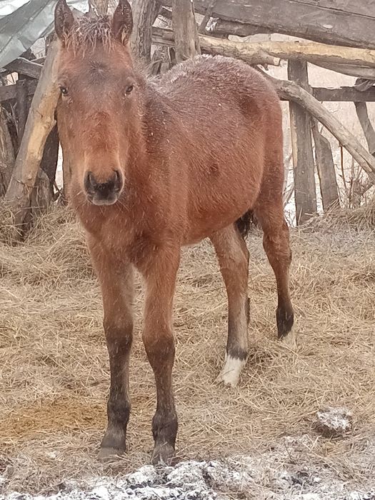 Продается жеребчик майский