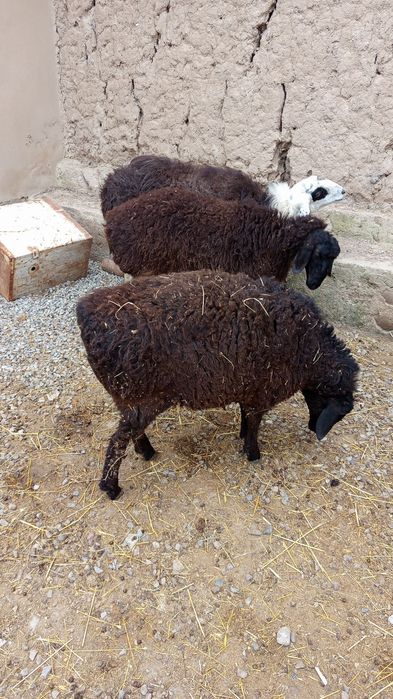 она бу́гоз куйлар сотилади