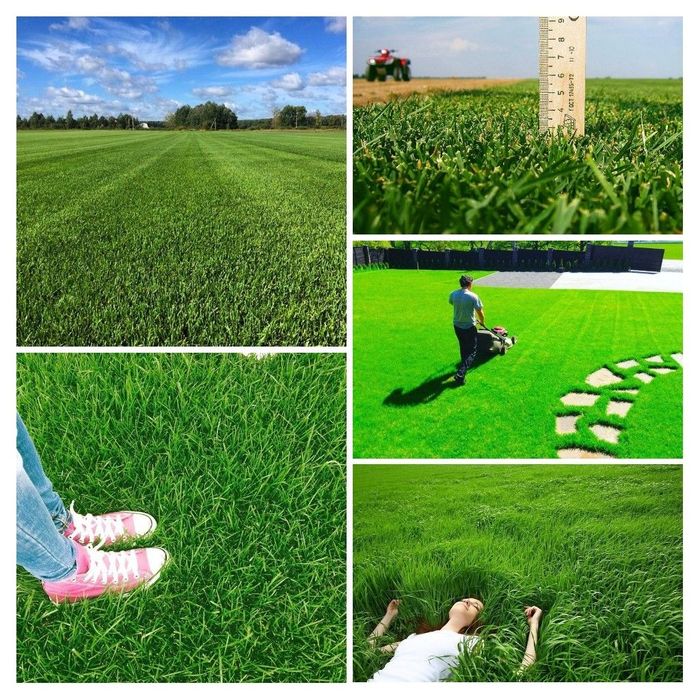 Tayyor rulonli gazon