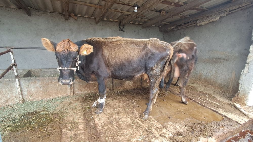 Сиыр сатылады...