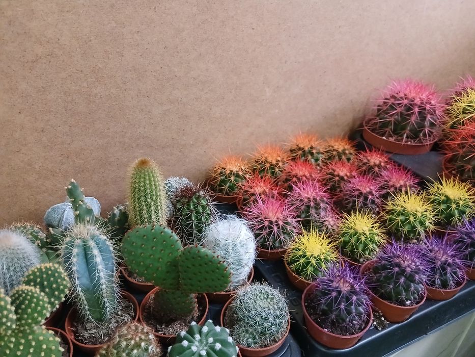 Кактусы микс разные от 2000тг