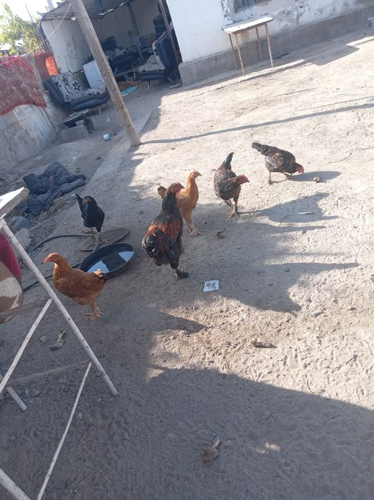 Продам кур и цеплят