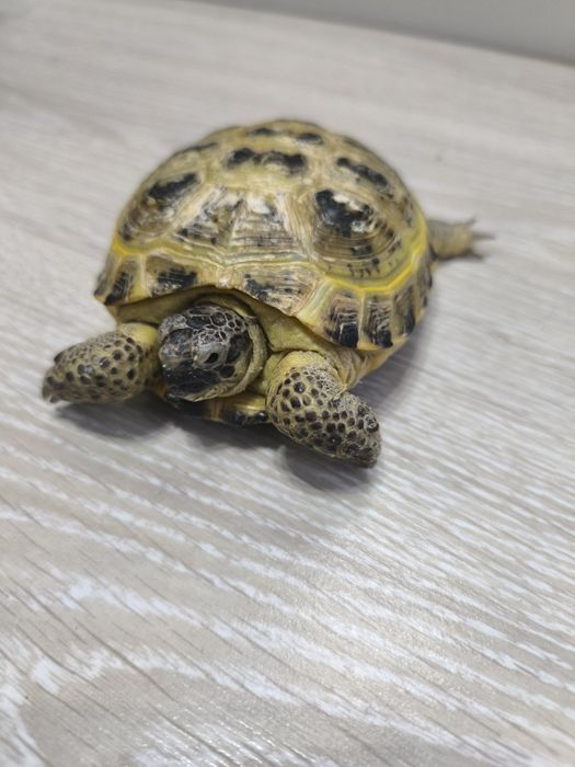 Сухопутная черепаха