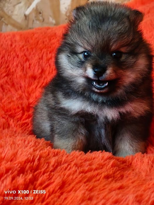 Очаровательные щенки шпица.