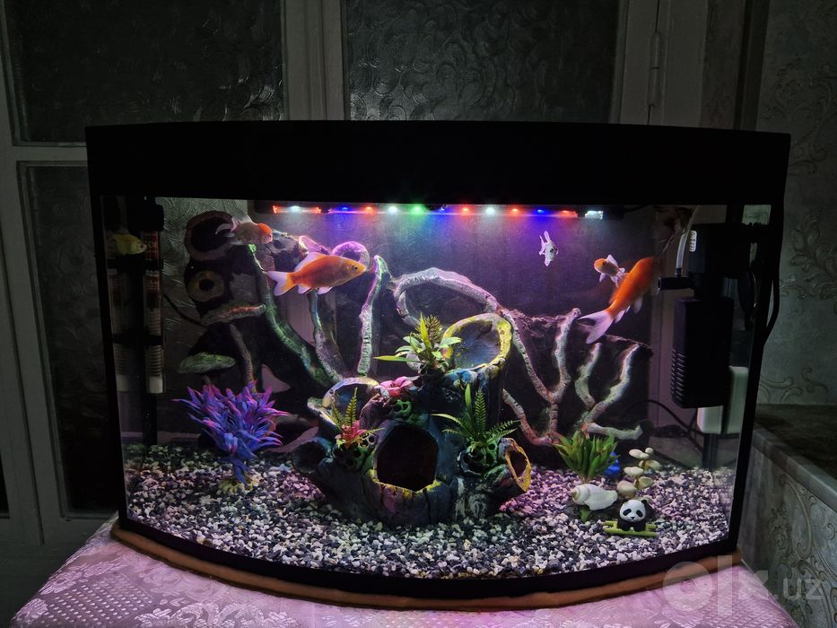 Akvarium sotiladi, 8 ta baliq va dekoratsiyalar bilan