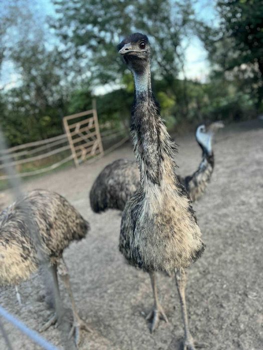 яйца от ему за люпене и консумация