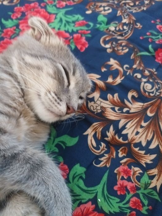 Scottish Fold qiz bola