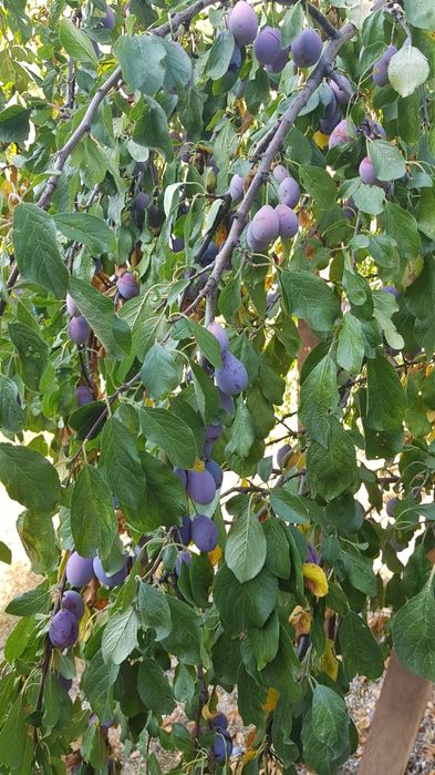 Vand prune din grădina proprie