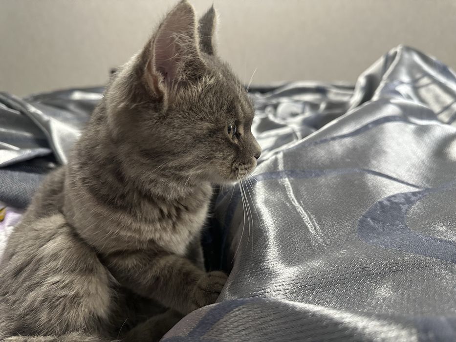 Найден котенок, отдам хозяевам