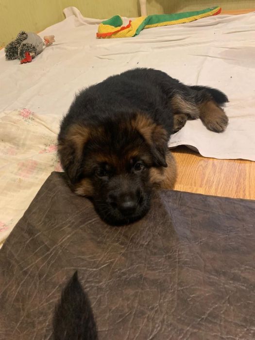 Немецкая овчарка щенки