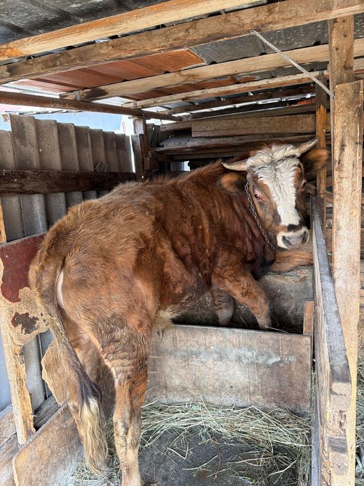 Бычок, 2 года Белогововый