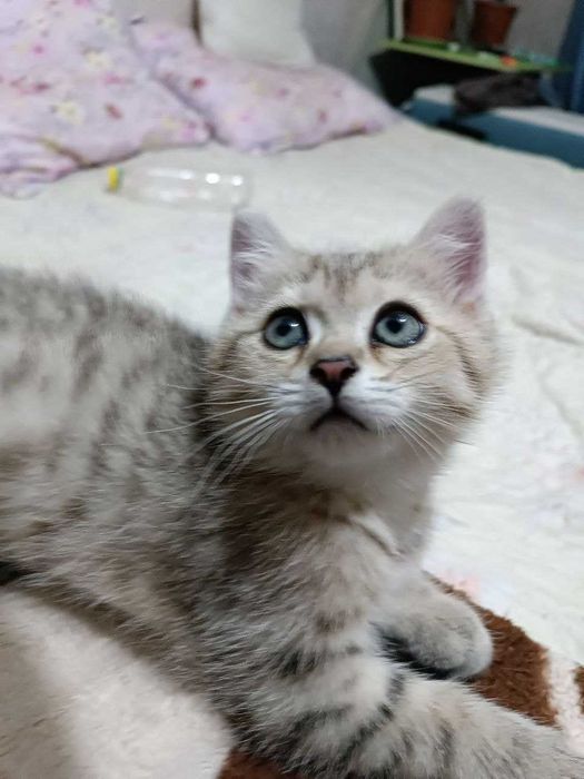 Скотиш Страйт, Кошка, Котенок