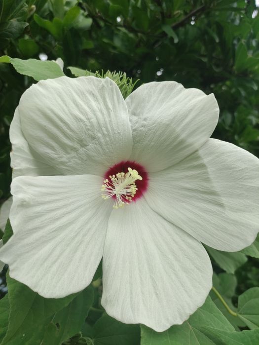 Хибискус Луна - градински