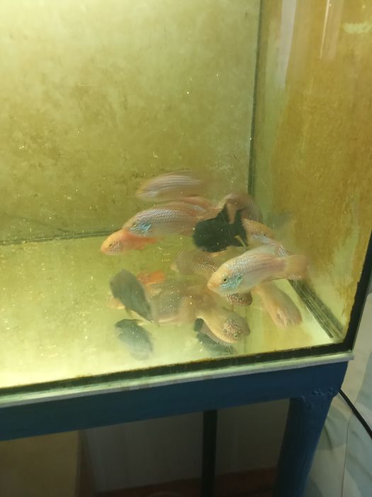 Ciclide Lifalili mature 10-12 cm + acvariu 180 l
