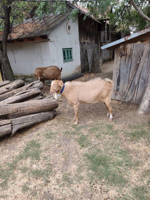 Vând țap bun de montă rasa mixtă((anglo-nubian și alpina franceză) în vârstă de 1 an și 5 luni.