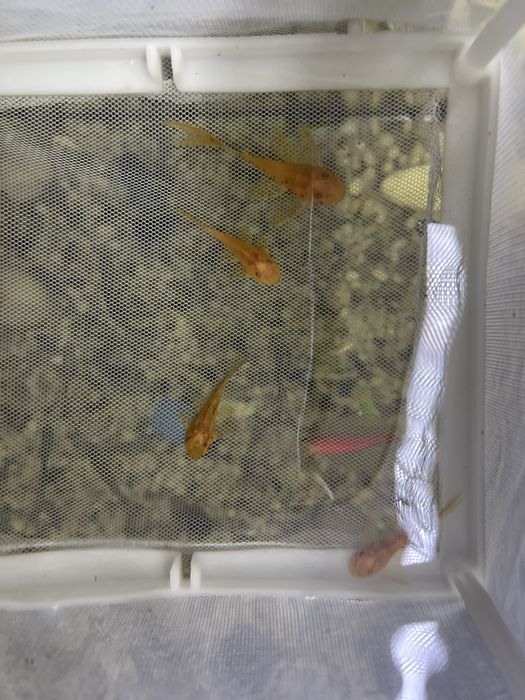 Анциструс вуалевый леопард номерные сомы LDA-016