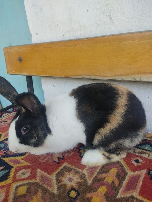 Голландский кролик