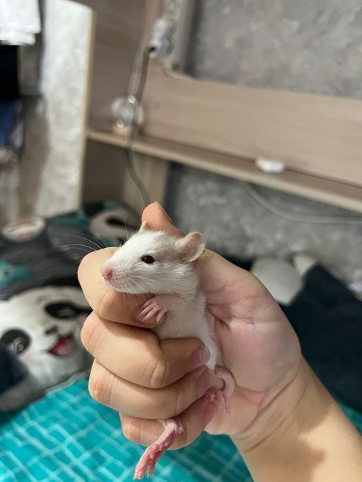 Продам крысят декоративные