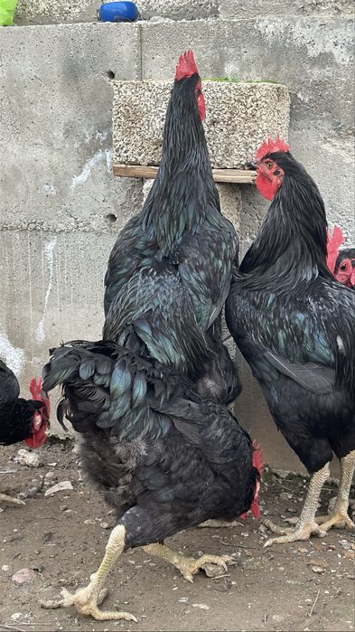 Гигант кора шахзода хурозлари