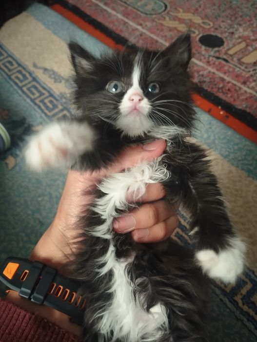 Котят отдам даром,