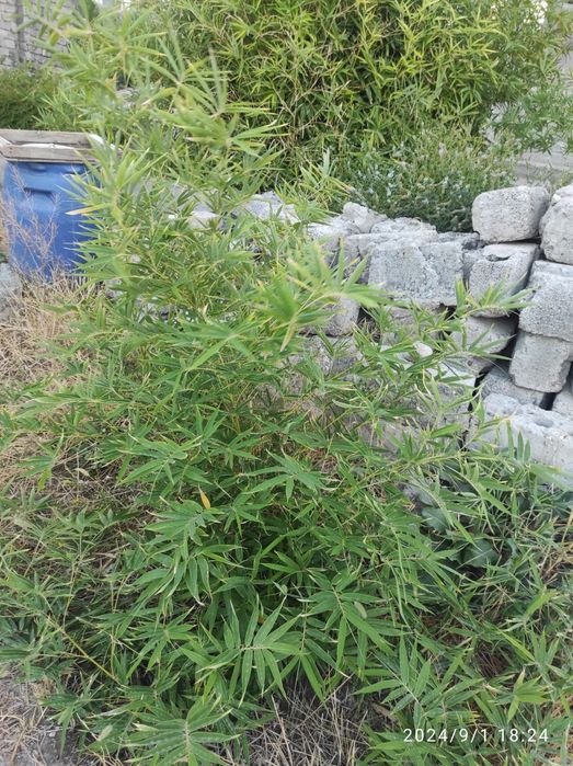 Продам саженцы бамбука