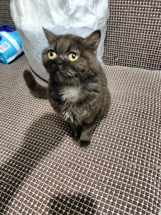 Отдам в добрые кошечку